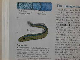 Notochord (chorda dorsalis)- struna hřbetní Trubicová nervová soustava - nad