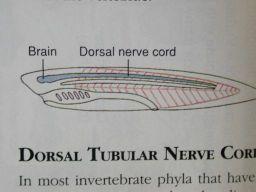 ventrální straně hltanu (thyreoidea) Srdce ventrálně pod trávicí trubicí, pohání