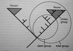 Taxon / skupina: