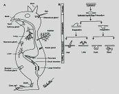 Head%and%brain%with%major%senses%and%% Integument%% Ectoderm6mesenchyme%morphogene9c% interac9ons%%