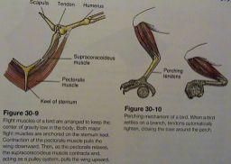 Hrudní končetina: musculus pectoralis major (vztlak) vs. M.