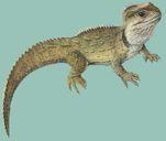 Trias Sphenodon