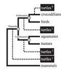 Původ Chelonia NE basální