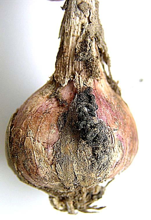 Botrytis squamosa běloslupká cibule česnek Ochrana: