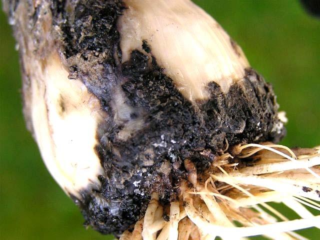 BÍLÁ (SKLEROCIOVÁ) HNILOBA Příčina: mikroskopická houba