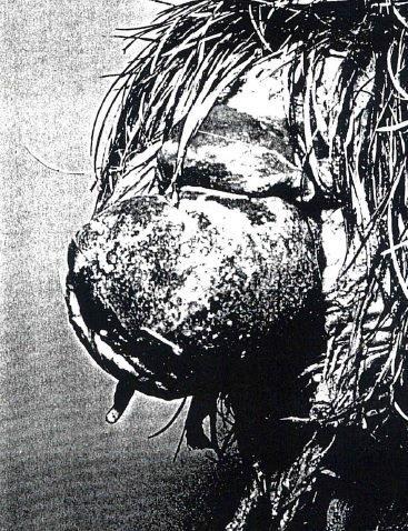 camelus) C.baileyi s výhřezem kloaky. Obr. 2.