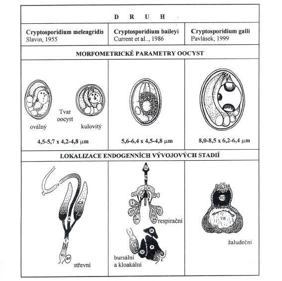 Obr.8.