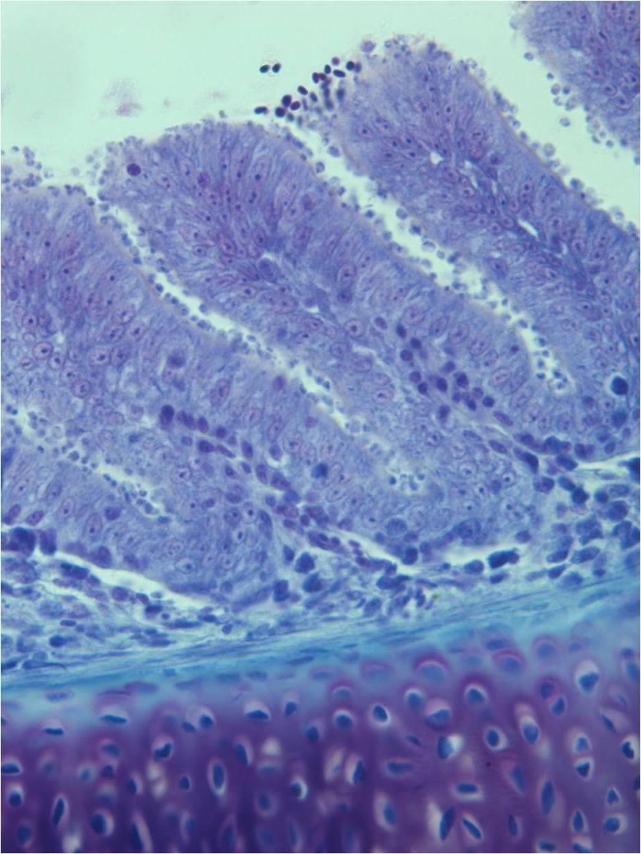 Obr. 12.