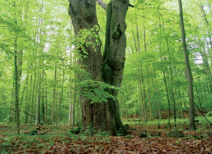 LESNÍCKE LISTY PRE PRAX 3/2011 bej tradície lesných hospodárskych plánov (LHP), podporovať a rozvíjať HÚL ako jeden z rozhodujúcich nástrojov zabezpečenia trvalo udržateľného obhospodarovania lesov