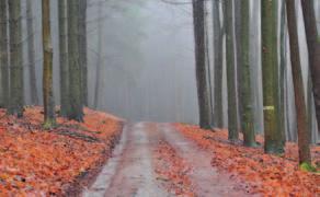 Rozpočet www.forestplatform.