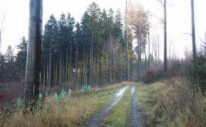 www.forestplatform.