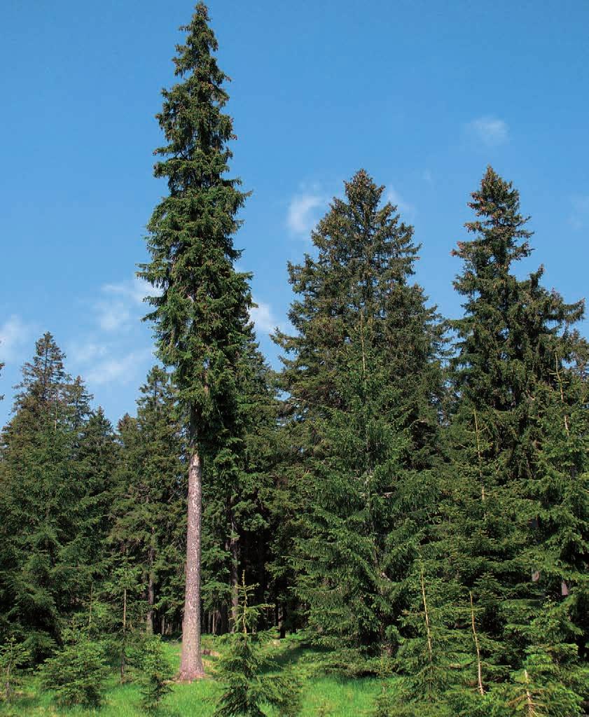 Šumava I Genetika smrku Text Jiří Mánek Fenomén lesa vždy byl a vždy zůstane šumavským tématem číslo jedna.