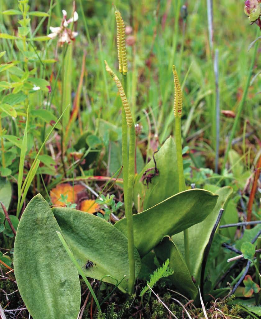 Šumava I Vzácná hadilka objevena na centrální Šumavě Text a foto Libor Ekrt Šumava byla dlouhou dobu botanicky nepříliš prozkoumaným územím.