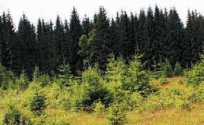 Jedná se o velmi jednoduše členěné, asi 15 cm vysoké byliny, které jsou tvořeny zpravidla jediným celistvým listem, resp.