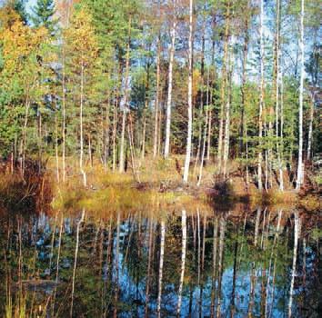 bouřní, rybák dlouhoocasý, alkoun obecný, linduška skalní, mezi ohrožené druhy patří jespák obecný, orel mořský, racek žlutonohý, rybák velkozobý.