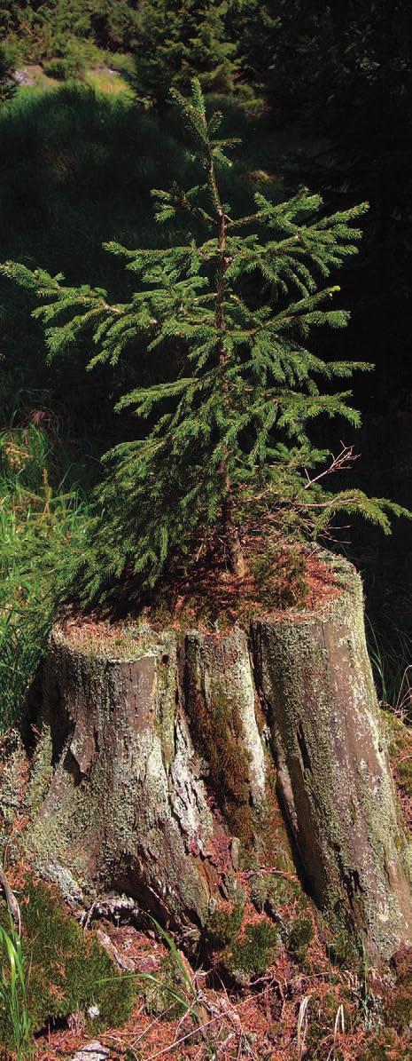 Šumava I Editorial Ing. František Krejčí, ředitel Správy NP a CHKO Šumava frantisek.krejci@npsumava.cz Vážení čtenáři, připravili jsme pro vás další vydání časopisu Šumava.