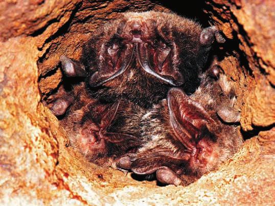 Navíc někteří netopýři sice visí výhradně (vrápenec malý) nebo nejčastěji (netopýr velký) volně na stěnách či stropech, jiní jsou často zalezlí ve štěrbinách (netopýr vodní) nebo jim dokonce dávají