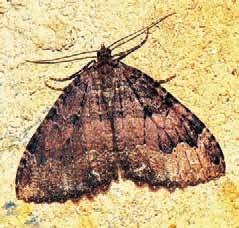 5 Píďalka jeskynní (Triphosa dubitata) Především v nižších a středních polohách