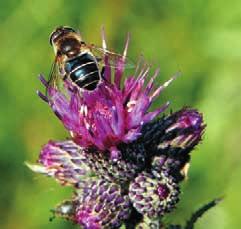 Pestřenka trubcová (Eristalis tenax) podhůří jako dosud nevyužitý potenciál pro šetrné formy turistiky.