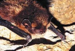 Rhinolophus