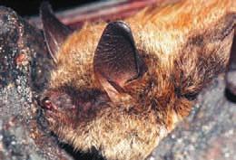 myotis netopýr