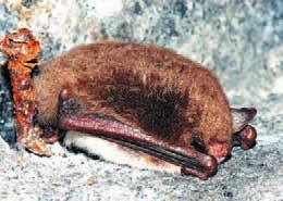 Eptesicus