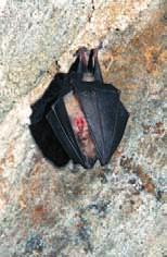 Brandtův Myotis