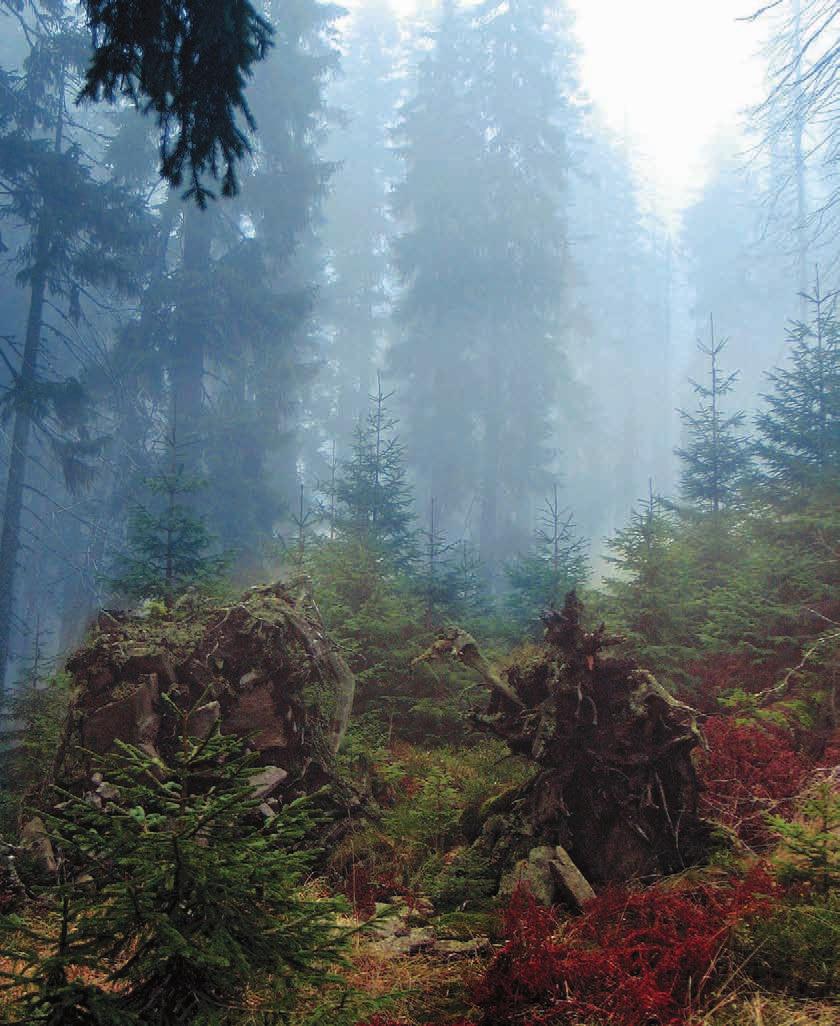 Šumava I Horské smrčiny Text Aleš Kučera a Miroslav Černý Každý návštěvník Šumavy je po chvíli, co opustil práh svého příbytku, obklopen lesem.