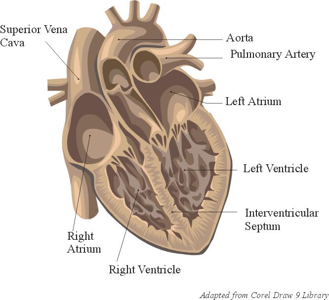 Morfologie stavba srdce Pravé a levé srdce jsou sériově zapojené pumpy. (pravé srdce plíce levé srdce velký oběh.