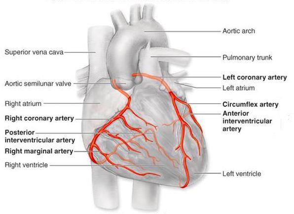Morfologie koronární řečiště aorta Levá koronární tepna pravá koronární tepna Věnčité (koronární) tepny vystupují z aorty (za chlopní) a zásobují srdeční sval krví.