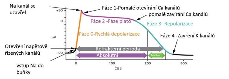 Akční potenciál pracovní myokard Klidový potenciál záporné napětí na membráně (cca 90 mv) Jedině v tomto období je možné vyvolat depolarizaci a AP Akční potenciál (AP) V průběhu AP nelze vyvolat