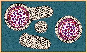Rod Orthohepadnavirus- Virus hepatitidy B (HBV) Cirkulární ds DNA, jejíž jeden kruh není uzavřen Jeden z