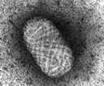 ds DNA viry, největší a nejkomplexnější ze všech virů Replikace v cytoplazmě Oválný tvar virionů, velikost 230x300 nm Čeleď obsahuje několik rodů: Orthopoxvirus
