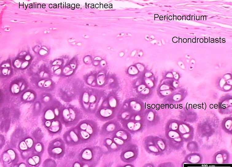 Výměna metabolitů Růst