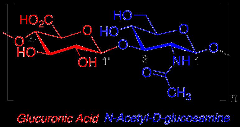 Glykosaminoglykany lineární nevětvené polysacharidy tvořené opakující se disacharidovou jednotkou: 1.
