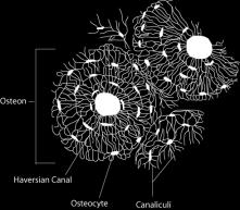 Histologická klasifikace kostí Primární (nezralá, vláknitá) - Dočasná, vzniká při růstu a regeneraci kostí; kolagenní