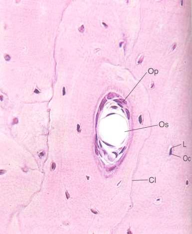 Kostní buňky osteoprogenitory - vnitřní buněčná vrstva