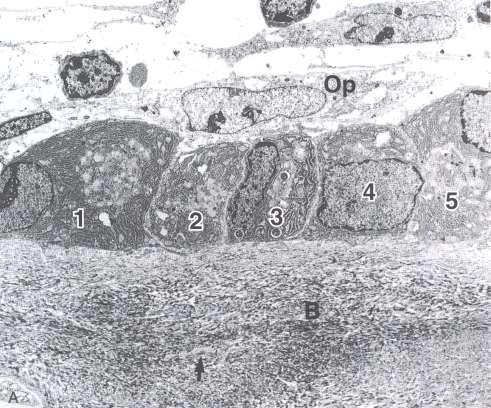 embryonálního mesenchymu - mitotické dělení a diferenciace do
