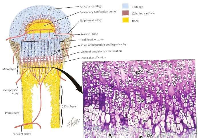 rezervní zóna zóna proliferace zóna hypertrofické chrupavky zóna kalcifikace linie eroze zóna osifikace Chrupavčitý model
