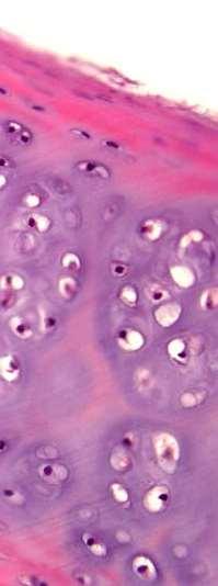 diferenciací chondroblastů z chondroprogenitorových buněk