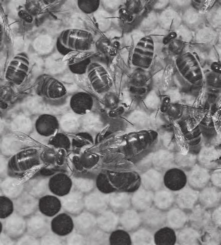 ANATOMIE VČELY Morfometrie versus genetika při popisu rasy včely medonosné (Dr. Gabriele Soland, Schweizerische -Bienen-zeitung 2016, č. 3, str.