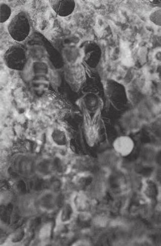 Jak značit matky beze spěchu, kapek nebo chyb (Wyatt A. Magnum, University of Mary Washington Fredericksburg, Virginia, American Bee Journal, 2016, č. 8, s.