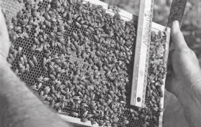 Ucelenost produkce trubců Část 2: Maximalizace produkce trubců (Lawrence John Connor, American Bee Journal, r. 2016, č. 7, str.