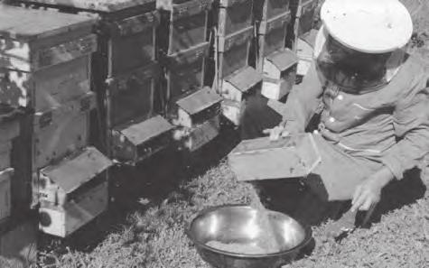 Když je pyl vlhčí a/nebo méně kompaktní, sklizeň probíhá nadvakrát, poprvé kolem 11 hodin dopoledne, druhá na sklonku dne. V té době se čistí sběrné nádoby na pyl drátěným kartáčem.