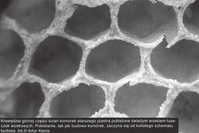 Včely neměří šířku buňky, ta je dána velikostí jejího dna. Potvrzuje to stavba buněk, jejichž velikost odpovídá rozměrům den vložených umělých mezistěn.