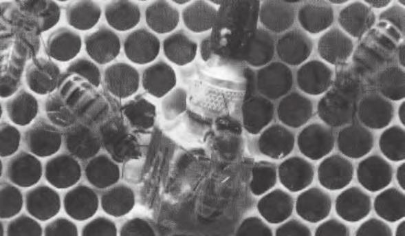 ZAJÍMAVOSTI Bzučení včel a plodnost matky (Noa Simon-Delso 1, Dave Rogers 2, Martin Bencsik 2, Abeilles & C ie, 2015, č. 6, s.