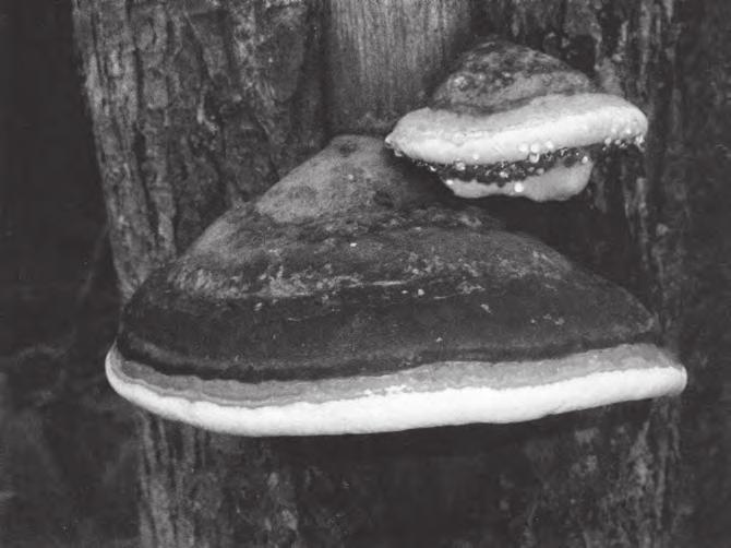 My včelaři, kteří jásáme nad tlustými včelími larvami, nejsme hákliví a takovéto slovní zástěrky nepotřebujeme.