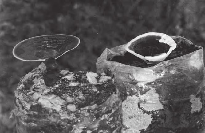 Obr. 6: U mnoha hub z nedotčených pralesů byla prokázána antimikrobiální aktivita, mimo jiné i u dvou druhů z rodu Ganoderma na tomto obrázku. Foto: Paul Stamets Obr.