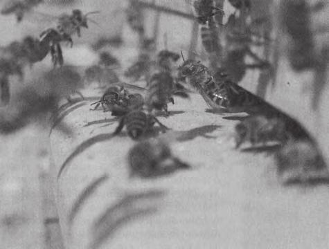 Tmavá kraňská včela Apis mellifera carnica v plné práci. Tady jsou italské včely, které byly vypěstovány na Havaji, jejich matky budou brzy odeslány na pevninu.