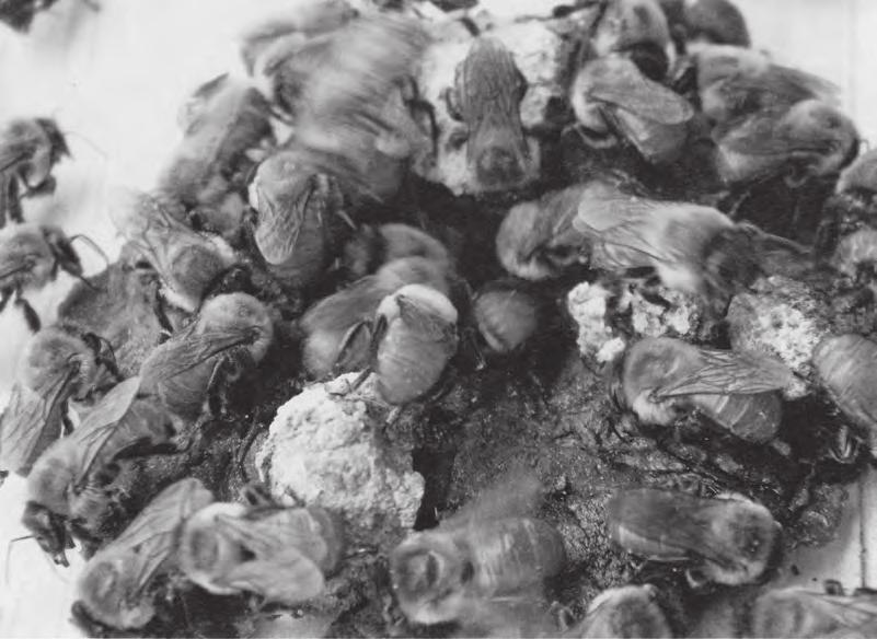 Bezžihadlé včely fascinující příbuzné včely medonosné (Noemi Arnold; Schweizerische Bienen-Zeitung, 2016, č. 2, s.